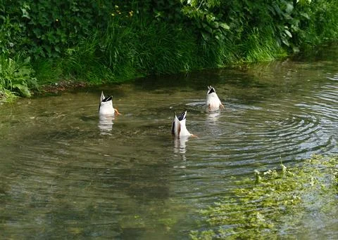 Three Ducks Dabbling Upside Down in a Clear Stream Stock Photos