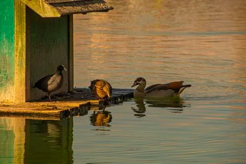 Three ducks of different race in the pond. Stock Photos