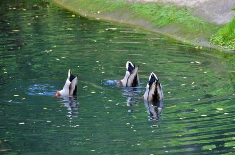 Three ducks dive synchronously in the water while feeding Stock Photos