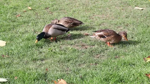 Three ducks eating grass Stock Footage 26146091