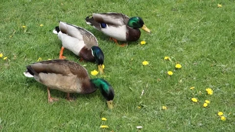 Three ducks eating green grass together. Stock Footage 153065297