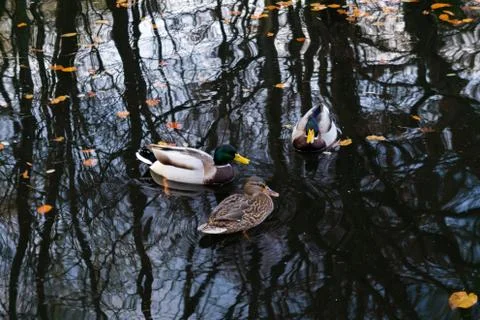 Three ducks facing each other in water Stock Photos