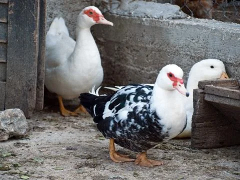 Three ducks at farm Фото