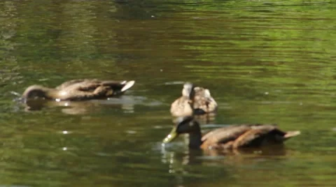 Three Ducks Feeding Close Up 스톡 동영상 52757331