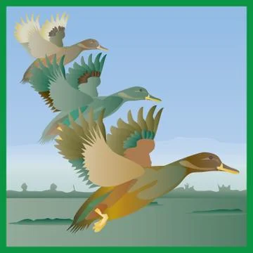 Three Ducks in Flight Stock Illustration