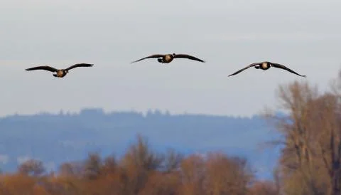 Three ducks in flight Stock Photos