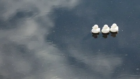 Three ducks floating on water with cloud reflections Stock Footage 80590340