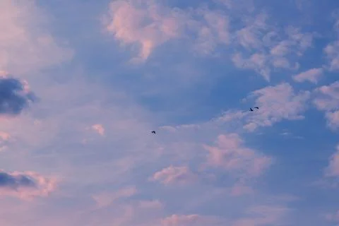Three ducks flying in the blue sky with white clouds. Foto stock