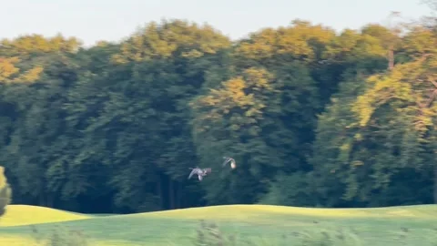 Three Ducks Flying Fast Over Grassy Field – Wildlife in Natural Habitat Video stock 315590009