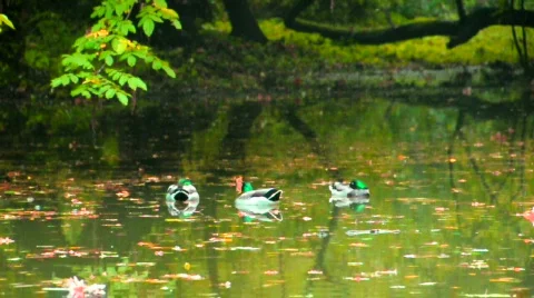 Three Ducks Stockbeeldmateriaal 532930