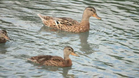 Three ducks Stock Footage 847187