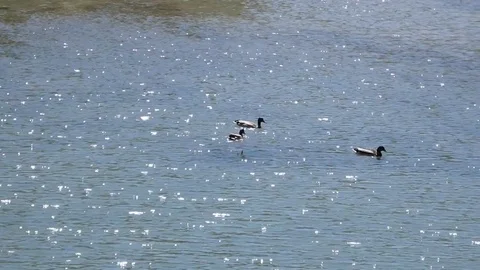 Three ducks Stock Footage 75813613