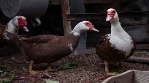 Three ducks Stock-Footage 76112807