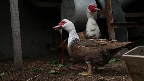 Three ducks Stock-Footage 76112825