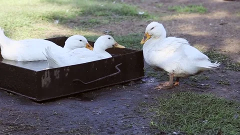 Three ducks Stock Footage 221501312