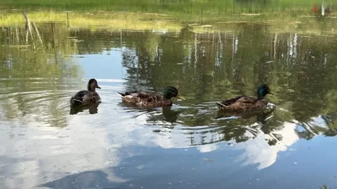 Three ducks 動画素材 279026546