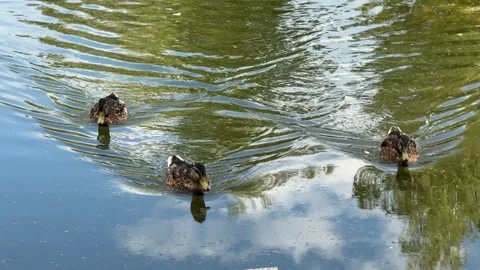 Three ducks 動画素材 279026551