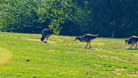 Three Ducks Foraging Across Grass Video stock 345776301
