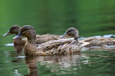 Three ducks glide calmly across green water. Their feathers show natural brow Stock Photos
