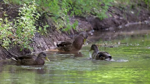 Three ducks glide calmly in shallow, green-tinted water Stock Footage 340505368
