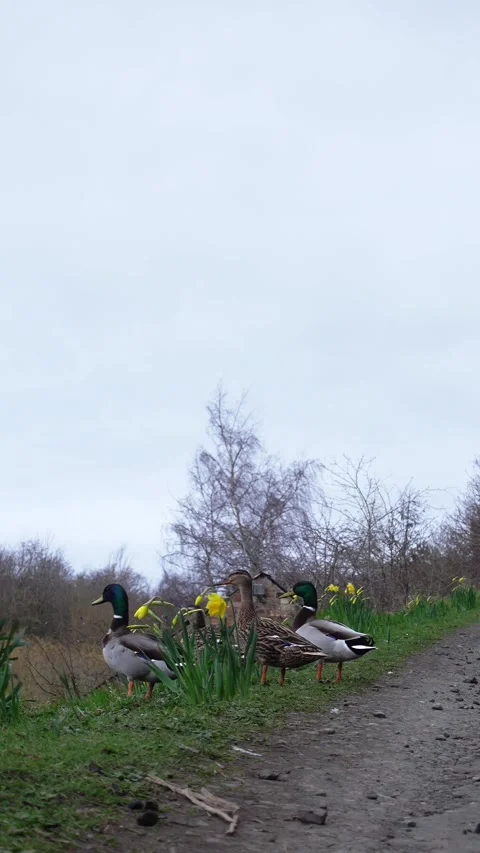 Three ducks in grass near rural road Stock Footage 335091523