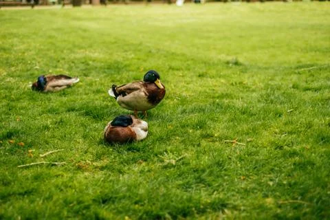 Three ducks on the grass Stock Photos