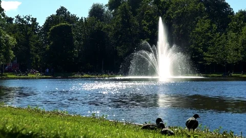 Three ducks in grass by a pond at a park on a sunny day, a fountain, trees and Stock-Footage 73961169
