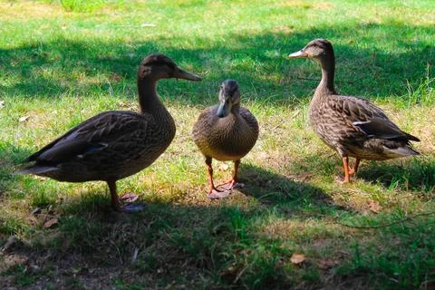 Three Ducks on Green Grass Foto stock