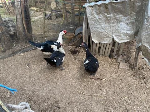 Three ducks inside the net in the village, running inside the small farm Stock Photos