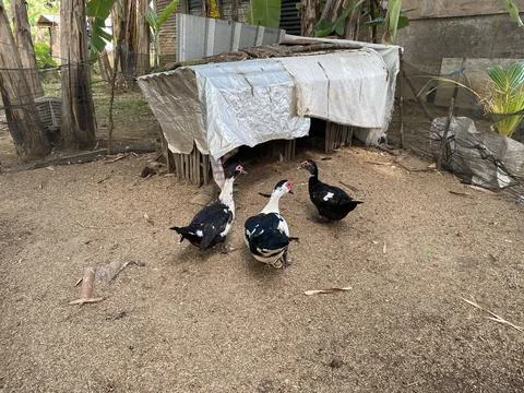 Three ducks inside the net in the village Stock Photos