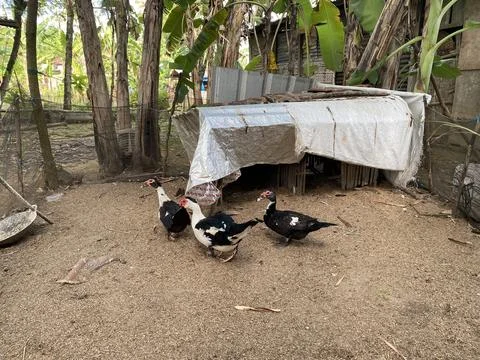 Three ducks inside the net in the village Stock Photos