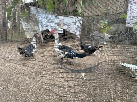 Three ducks inside the net in the village Stock Photos