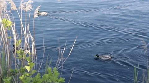 Three Ducks in the Lago D'Orta Stock Footage 111189142
