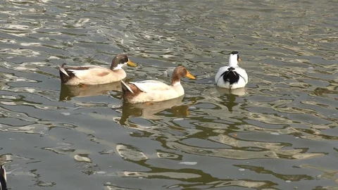 Three ducks in a lake Stock Footage 126766906