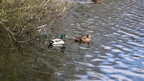 Three Ducks on a Lake Stock Footage 151048741