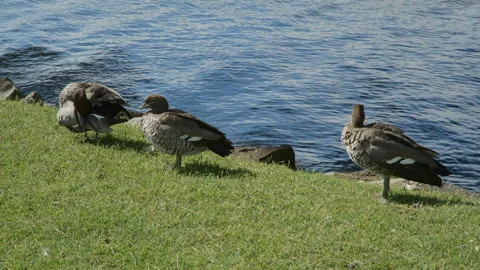 Three ducks by the lake Stockbeeldmateriaal 170304415