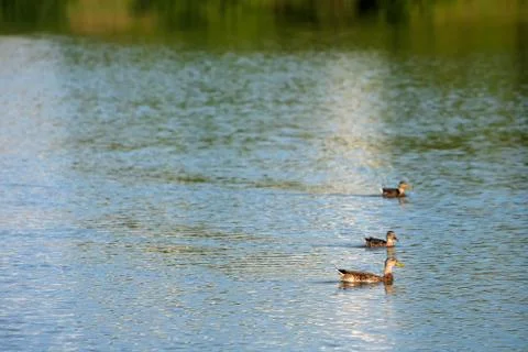 Three ducks in lake Stock Photos