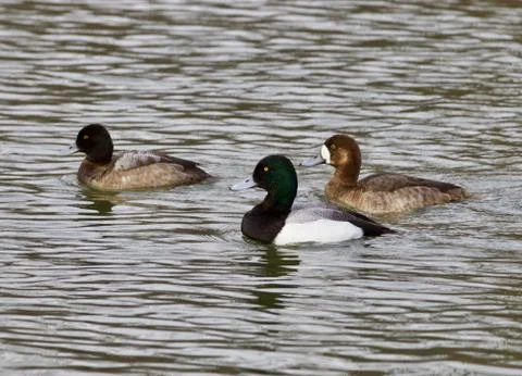 Three ducks in a lake Stock Photos