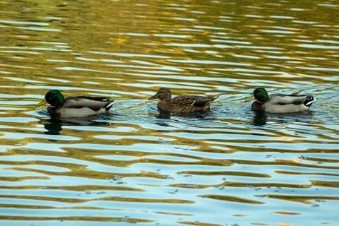 Three ducks in the lake Stock Photos
