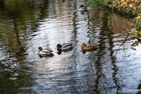 Three ducks lined up on a lake Stock Photos