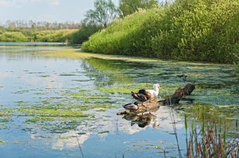 Three ducks on a log. Foto stock