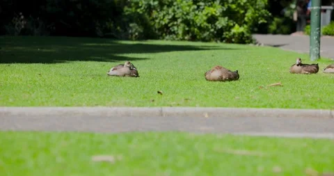 Three ducks lying on park lawn, passersby crossing path, third duck lifting head Stock Footage 336174928