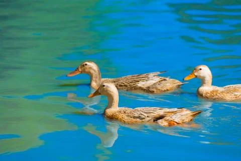 Three ducks move on water Stock Photos