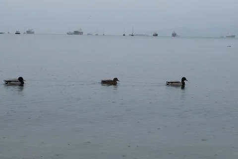Three ducks in the ocean Foto stock