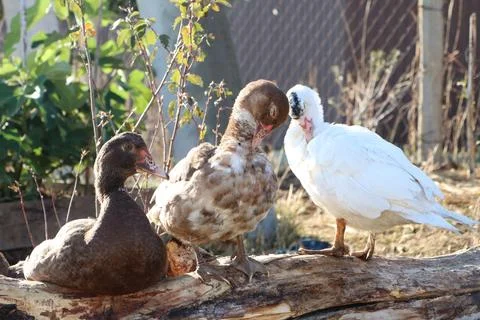 Three ducks perch together on a log, their feathers gleaming in the sunlight Stock Photos