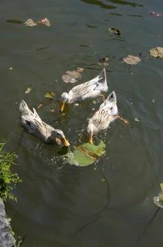 Three ducks Stock Photos