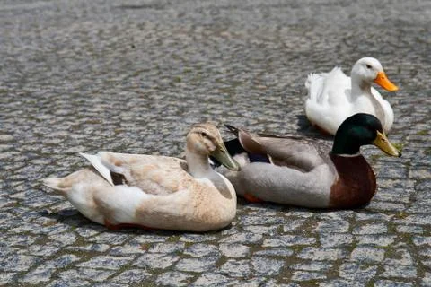 Three ducks Stock Photos
