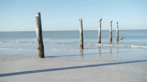 Three ducks on pier posts on Fort Myers Beach Shoreline Stock Footage 10757311