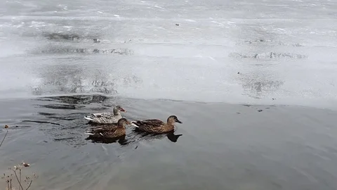 Three ducks on a pond in winter Video stock 122394379