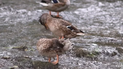 Three ducks relaxing in water Video stock 87764861